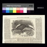 The Illustrated London News 臺灣素描插圖-藍腹鷴 (英文版 石版印刷 1865.7.23)藏品圖，第1張